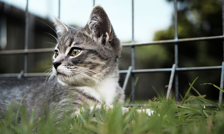 Pets, A Part of Us